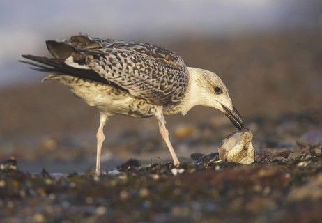 Great Black-backed Gull (Larus marinus), Mecklenburg-Western Pomerania, Germany