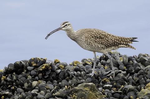 Whimbrel (Numenius phaeopus), California, USA