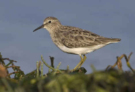 Least Sandpiper (Calidris minutilla), British Columbia, Canada