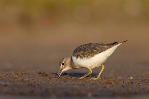 Common Sandpiper (Actitis hypoleucos), North Rhine-Westphalia, Germany