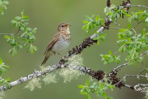 Swainson's Thrush (Catharus ustulatus) perched on a branch in Victoria, BC, Canada