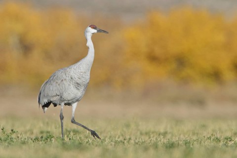 Sandhill Crane (Antigone canadensis), New Mexico, USA