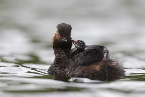 Black-necked Grebe (Podiceps nigricollis) chick, Bavaria, Germany