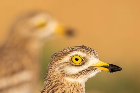 Eurasian Stone-curlew (Burhinus oedicnemus), Castile-La Mancha, Spain