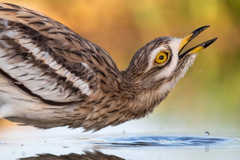 Eurasian Stone-curlew (Burhinus oedicnemus) drinking, Castile-La Mancha, Spain