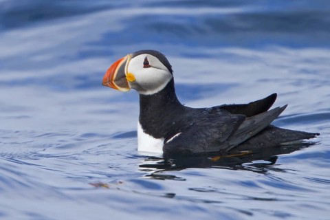 Atlantic Puffin (Fratercula arctica), Newfoundland, Canada