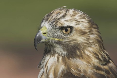 Red-tailed Hawk (Buteo jamaicensis), Alberta, Canada