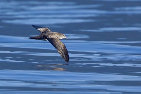 Pink-footed Shearwater (Ardenna creatopus) flying, British Columbia, Canada