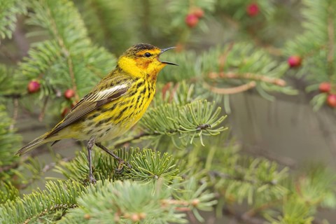 Cape May Warbler (Dendroica tigrina) perched on a branch in Ontario, Canada