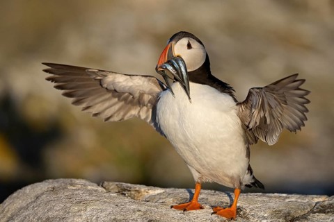 Atlantic Puffin (Fratercula arctica) with sandeels in beak, Scotland, United Kingdom