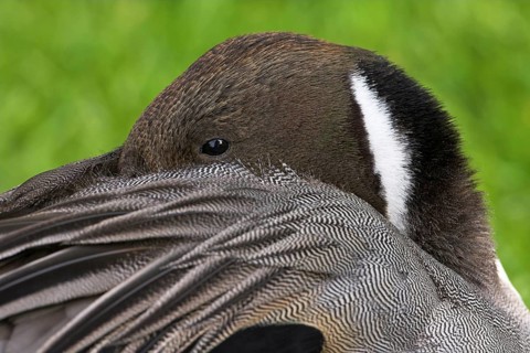 Northern Pintail (Anas acuta), Baden-Wuerttemberg, Germany