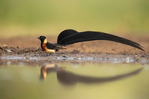 Long-tailed Paradise Whydah (Vidua paradisaea), South Africa