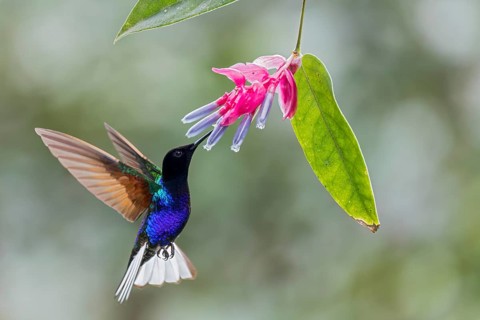 Velvet-purple Coronet (Boissonneaua jardini) flying while feeding at a flower in Colombia, South