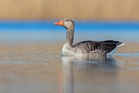 Greylag Goose (Anser anser) male, Saxony-Anhalt, Germany