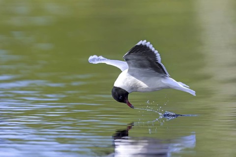 Hunting little gull (Hydrocoloeus minutus, Larus minutus) adult in summer plumage in flight