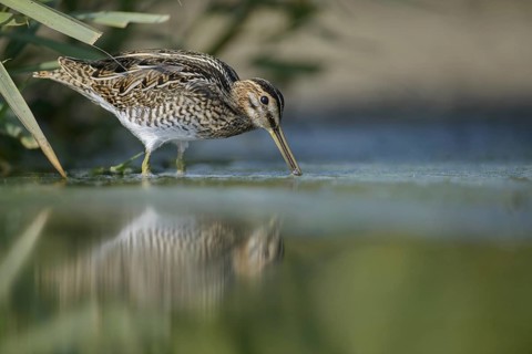 Common Snipe (Gallinago gallinago), Thuringia, Germany
