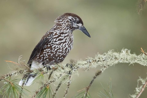 Spotted Nutcracker (Nucifraga caryocatactes), St. Gallen, Switzerland