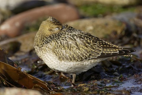 Goldregenpfeifer; lat. Pluvialis apricaria; zwischen den Steinen im Felswatt stehend und schlafend
