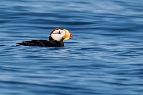 Horned Puffin (Fratercula corniculata) offshore of Seward, Alaska