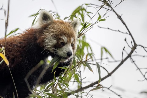 Western Red panda (Ailurus fulgens), feeding on bamboo, Singalila National Park, Gairibas, Jamuna,