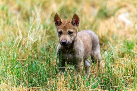 A wolf pup attentively observes its surroundings in the grass, Timberwolf, wolf, American wolf,