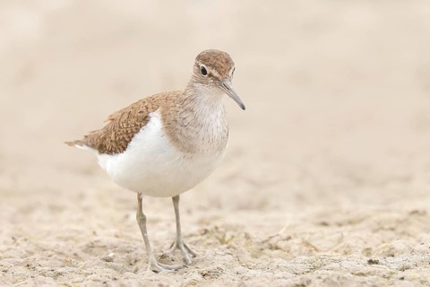 Common sandpiper (Actitis hypoleucos) looking for food at the edge of a body of water, wildlife,