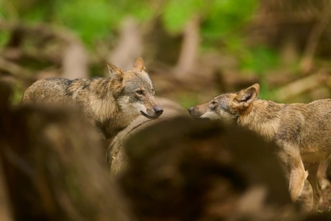 Two wolves in the forest facing each other, one resting its head on a log, Wolf (Canis Lupus),