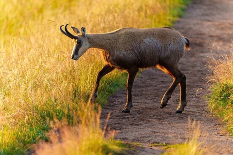 A chamois walks along a path surrounded by golden grass, chamois, chamois, (Rupicapra rupicaprae),