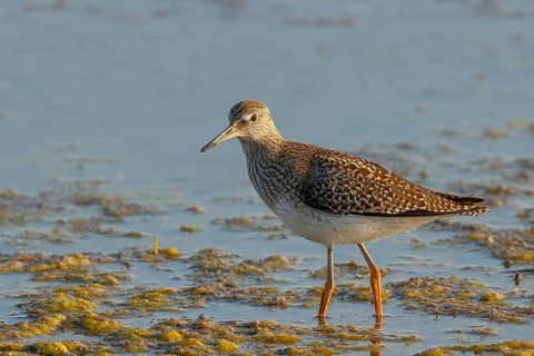 Wood Sandpiper (Tringa glareola) standing in shallow water, Wildlife, Animals, Birds, Snipe family,