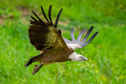 Eurasian griffon vulture (Gyps fulvus) flying, Bavaria, Germany