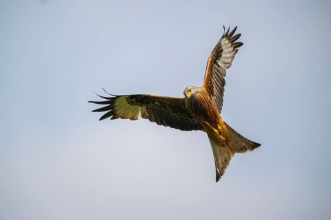 Red kite (Milvus milvus) flying in the sky, Bavaria, Germany