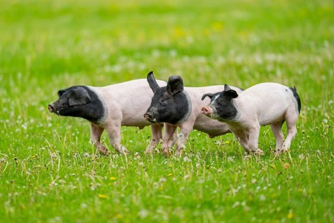 Swabian-Hall swine (Schwäbisch-Hällisches Landschwein) running over a meadow, Germany