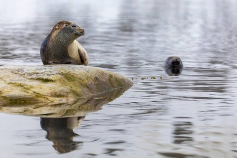 Harbour seal (Phoca vitulina) lying on a stone in the water, Mammals (Mammalia), Gravnesodden,
