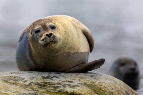 Harbour seal (Phoca vitulina) lying on a stone in the water, Mammals (Mammalia), Gravnesodden,