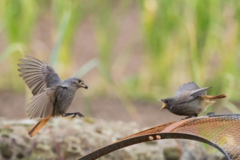 Female black redstart (Phoenicurus ochruros) approaching to feed a young bird on a wire mesh,