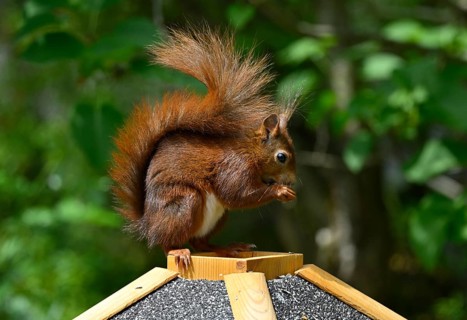 Eurasian red squirrel (Sciurus vulgaris), sitting on bird house, eating, Stuttgart,