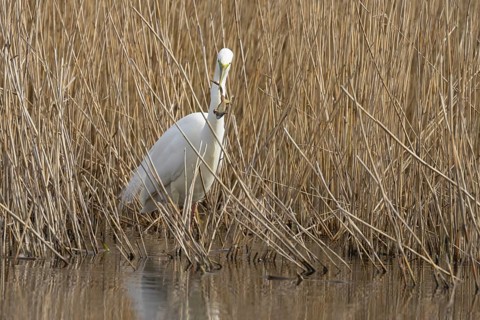Great white egret (Ardea alba) adult bird in water on the edge of a reedbed with a frog for food in