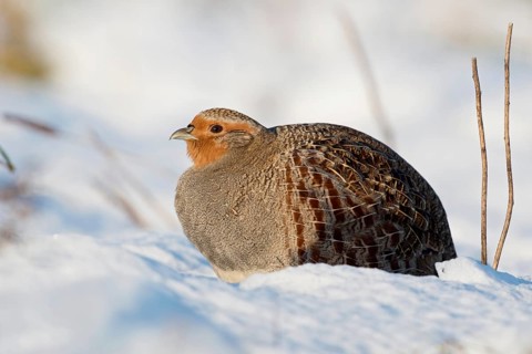 Grey partridge (Perdix perdix) in winter, sitting fluffed up up in the freshly fallen snow in the