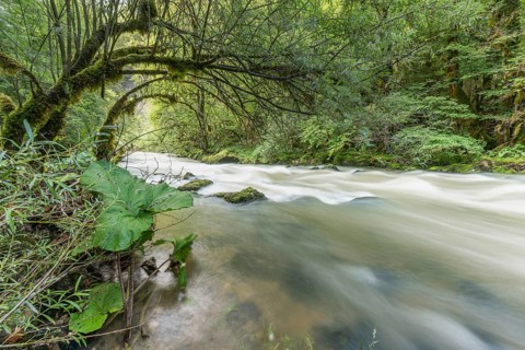 A river flows through a lively forest with smooth rocks that are partially submerged in the water.
