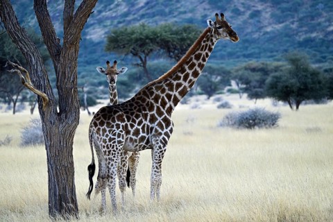 Giraffe (Giraffa camelopardalis giraffa) mother with young in early morning light, Namibia