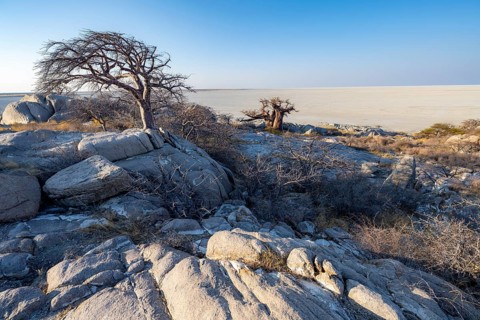African baobab or baobab tree (Adansonia digitata), between round rocks with view over the salt pan