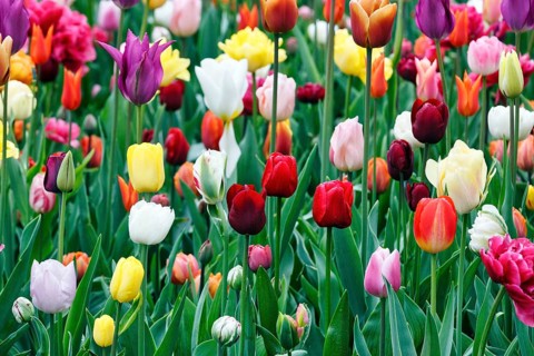 Different coloured tulips (Tulipa), colourful tulip bed, Keukenhof gardens, Lisse, Bollenstreek,