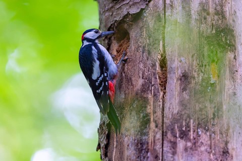 Pileated Woodpecker (Dendrocopos major) at the breeding cavity, Piciformes, Göggingen,