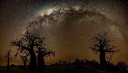 Silhouettes of several baobab trees with starry sky and Milky Way, African baobab (Adansonia