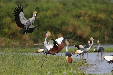 Grey Crowned Crane (Balearica regulorum), Uganda