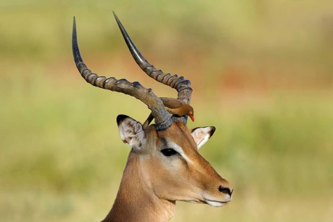 Roodsnavelossenpikker zitend op impala, Red-billed Oxpecker stting on impala