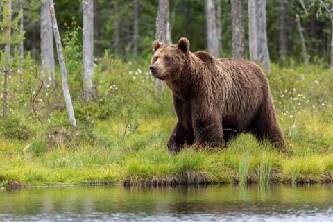 Brown Bear (Ursus arctos), on forest, Kainuu, Finland
