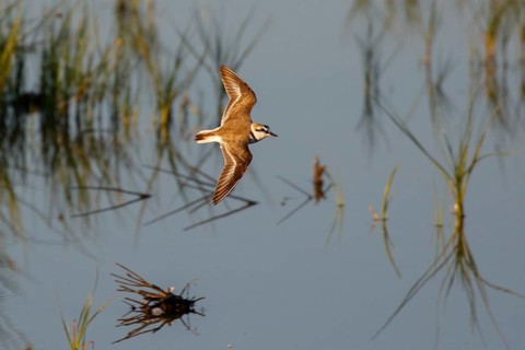 Kentish Plover (Charadrius alexandrinus) flying, Mallorca, Spain