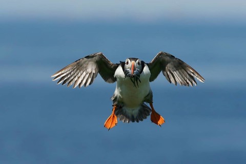 Atlantic Puffin (Fratercula arctica) incoming, carrying sandeels in bill, Farne Islands, United