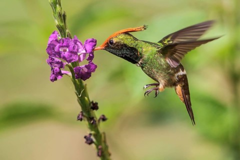 Rufous-crested Coquette (Lophornis delattrei) flying while feeding at a flower in Manu National